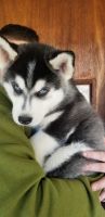 Siberian Husky Puppies for sale in Crosscreek Ln, Virginia 22602, USA. price: NA