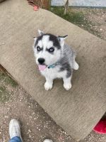 Siberian Husky Puppies for sale in Converse, TX, USA. price: NA