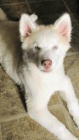 Siberian Husky Puppies for sale in Buford, GA, USA. price: NA