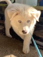 Siberian Husky Puppies for sale in Acme, LA 71316, USA. price: NA