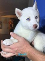 Siberian Husky Puppies for sale in Gerald, MO 63037, USA. price: NA