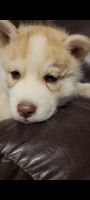 Siberian Husky Puppies for sale in Roswell, GA, USA. price: NA