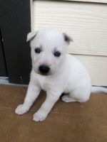 Siberian Husky Puppies for sale in Orlando, FL, USA. price: NA
