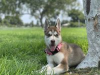 Siberian Husky Puppies for sale in Los Angeles, CA, USA. price: NA