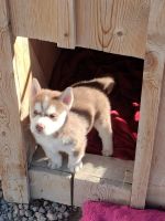 Siberian Husky Puppies for sale in Penrose, CO 81240, USA. price: NA