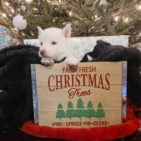 Siberian Husky Puppies for sale in 248 Ridgewood Dr, Prudenville, MI 48651, USA. price: NA