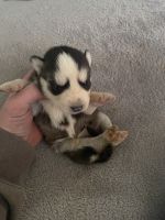 Siberian Husky Puppies for sale in Liberty, NY, USA. price: NA
