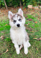 Siberian Husky Puppies for sale in Atlanta, GA, USA. price: NA