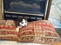 Siberian Husky Puppies for sale in Granite Quarry, NC, USA. price: NA