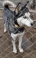 Siberian Husky Puppies for sale in Portland, IN 47371, USA. price: NA