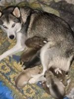 Siberian Husky Puppies for sale in Long Point, IL 61333, USA. price: NA