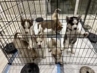 Siberian Husky Puppies for sale in Cape Coral, FL 33909, USA. price: NA
