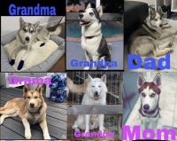 Siberian Husky Puppies for sale in Cape Coral, FL 33909, USA. price: NA