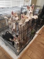 Siberian Husky Puppies for sale in Riverside, CA, USA. price: NA