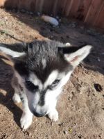 Siberian Husky Puppies for sale in Greenfield, CA 93927, USA. price: NA