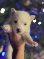 Siberian Husky Puppies for sale in Pomeroy, WA 99347, USA. price: NA