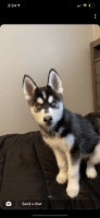 Siberian Husky Puppies for sale in Morristown, TN, USA. price: NA