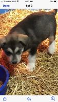 Siberian Husky Puppies for sale in Converse, IN 46919, USA. price: NA