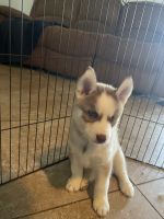 Siberian Husky Puppies for sale in Fort Myers, FL, USA. price: NA