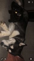 Siberian Husky Puppies for sale in Rittman, OH, USA. price: NA