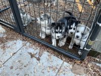 Siberian Husky Puppies for sale in Benton, TN 37307, USA. price: NA