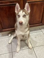 Siberian Husky Puppies for sale in Jamaica, NY 11436, USA. price: NA
