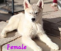 Siberian Husky Puppies for sale in Grand Junction, CO, USA. price: NA