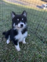 Siberian Husky Puppies for sale in Montgomery, AL, USA. price: NA