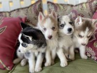 Siberian Husky Puppies for sale in Bryant, AL 35958, USA. price: NA