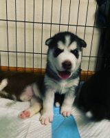 Siberian Husky Puppies for sale in Covington, WA 98042, USA. price: NA
