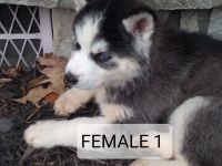Siberian Husky Puppies for sale in Granite Quarry, NC, USA. price: NA