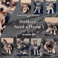 Siberian Husky Puppies for sale in Woodlake, CA 93286, USA. price: NA