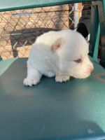 Siberian Husky Puppies for sale in Chicago, IL 60617, USA. price: NA