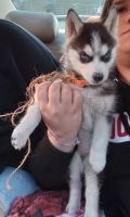 Siberian Husky Puppies for sale in Acampo, CA 95220, USA. price: NA