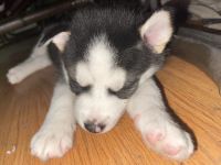 Siberian Husky Puppies for sale in Fullerton, CA 92833, USA. price: NA