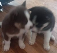 Siberian Husky Puppies for sale in Gaston County, NC, USA. price: NA
