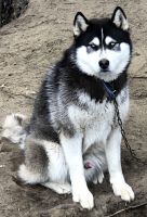 Siberian Husky Puppies for sale in Westland, MI 48185, USA. price: NA