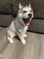 Siberian Husky Puppies for sale in Lafayette, IN, USA. price: NA