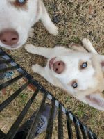 Siberian Husky Puppies for sale in Allen, TX, USA. price: NA