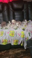 Siberian Husky Puppies for sale in Irving, TX 75062, USA. price: NA