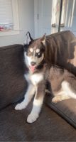 Siberian Husky Puppies for sale in Annapolis, MD, USA. price: NA