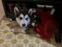 Siberian Husky Puppies for sale in Joliet, IL, USA. price: NA