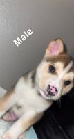 Siberian Husky Puppies for sale in 402 Klock St, Grandview, WA 98930, USA. price: NA