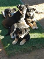 Siberian Husky Puppies for sale in Show Low, AZ 85901, USA. price: NA