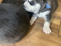 Siberian Husky Puppies for sale in Port Orchard, WA, USA. price: NA