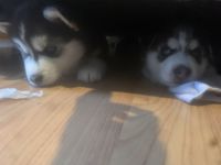 Siberian Husky Puppies for sale in Kent, WA 98042, USA. price: NA