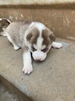Siberian Husky Puppies for sale in Concord, NC, USA. price: NA