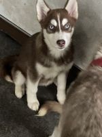 Siberian Husky Puppies for sale in Summerfield, FL 34491, USA. price: NA