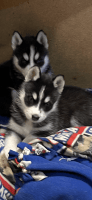 Siberian Husky Puppies for sale in Syracuse, NY, USA. price: NA