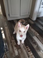 Siberian Husky Puppies for sale in Owyhee, NV, USA. price: NA